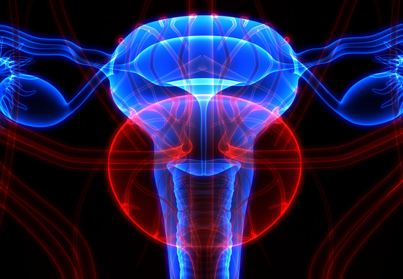 Digital-illustration-of-female-reproductive-and-urinary-system