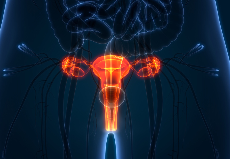 Digital-illustration-of-female-reproductive-system