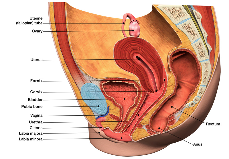 Illustration-of-female-genitourinary-system-treated-with-autologous-fascial-sling