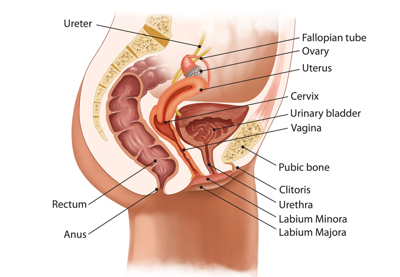 Illustration-of-female-pelvic-anatomy