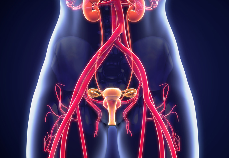 Illustration-of-female-urogenital-system