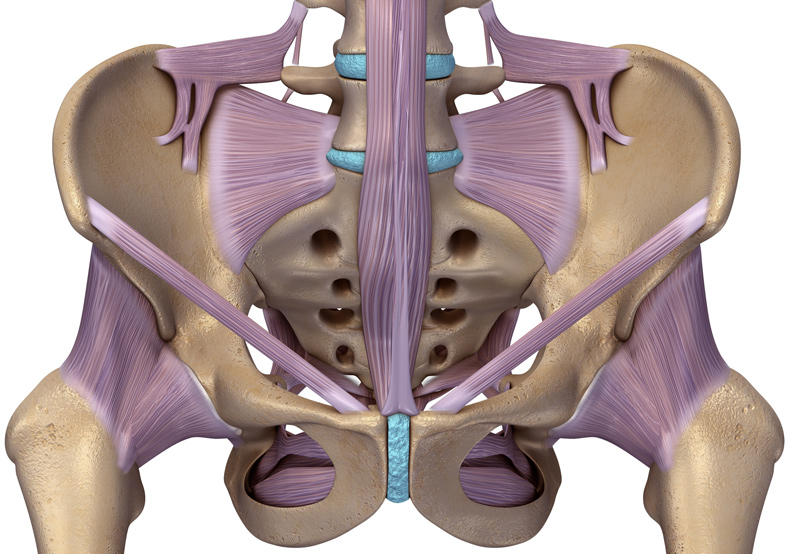 Illustration-of-pelvic-floor-muscles-in-pelvic-floor-dysfunction