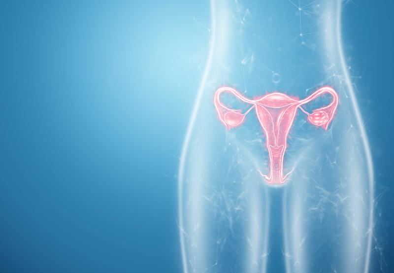 Illustration-of-the-female-reproductive-system