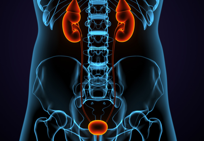Illustration-of-urinary-system