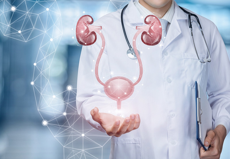 Illustration-of-urinary-system-with-physician-standing-in-the-background
