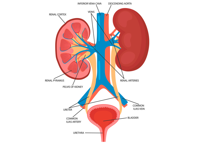Medical-illustration-of-urinary-system