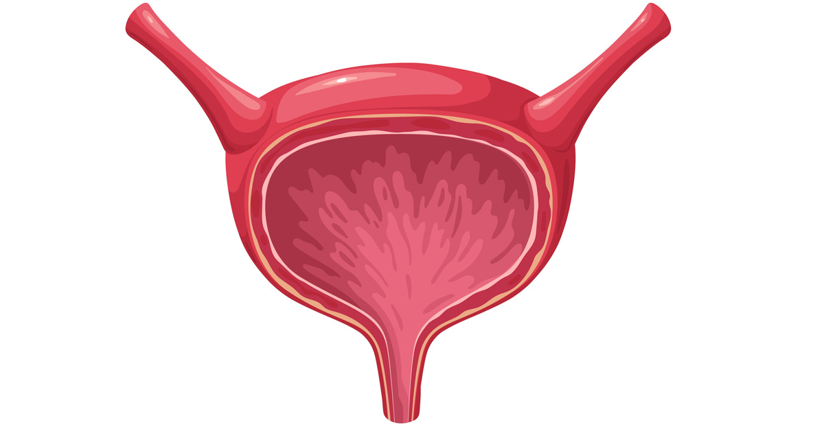 illustration-of-bladder